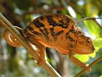 ����� �����  ����